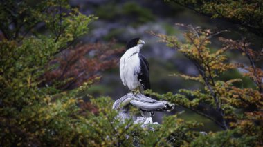 Matamico Blanco (Phalcoboenus albogularis) or White-throated Caracara posing in profile clipart