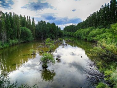 Stream of a river surrounded by vegetation, trees,