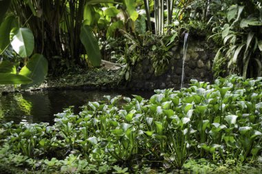 Güzel gölet, nemli bir ormanda bir sürü bitki örtüsüyle çevrili.