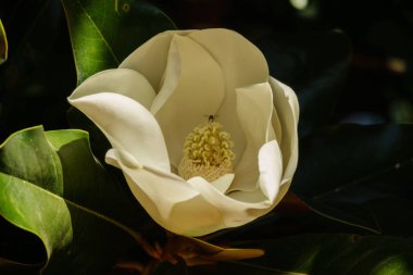 Manolya çiçeği. İçerde bir arı görülebilir.