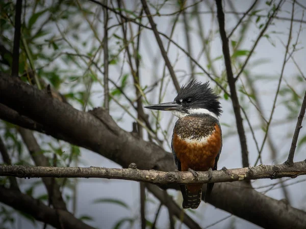 Птах Кінгфішера, що зображає на гілці дерева. — стокове фото