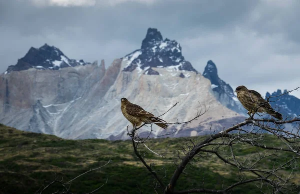 Par de aves posando en las ramas secas de un arbusto, detrás de las aves, los picos nevados de Torres del Paine — Foto de Stock