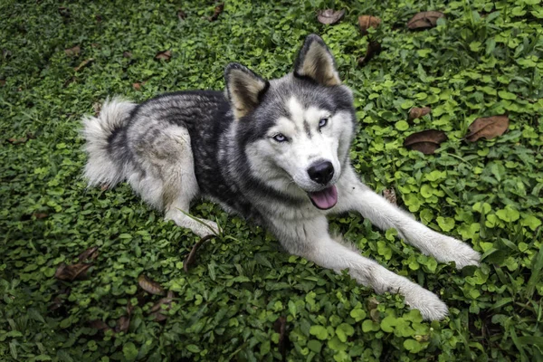 Husky dog posing on a floor full of bushes leaves