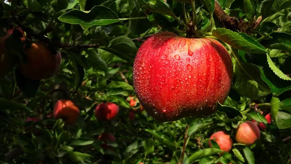 Soczyste czerwone jabłko z kroplami rosy. Wisząca na jabłoni, która zaraz upadnie. — Zdjęcie stockowe