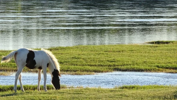 Caballo blanco y marrón comiendo hierba en la orilla de un río — Foto de Stock