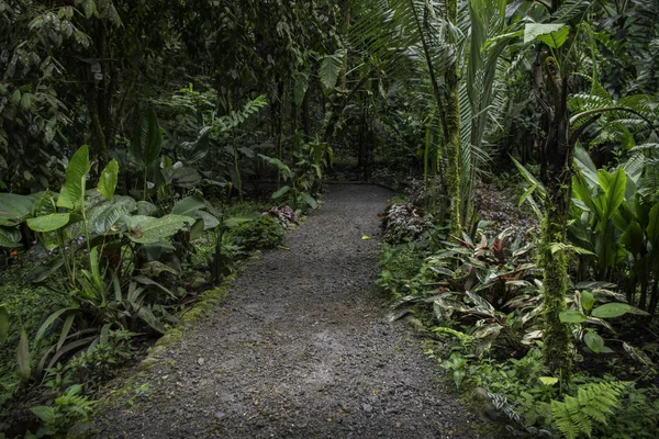 Weg mit schöner Vegetation in einem feuchten Wald. — Stockfoto