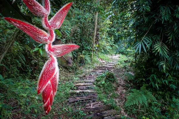 Heliconia (auch "Paradiesvogel" oder "tulan sisa" in kichwa genannt)) — Stockfoto