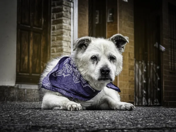Старий вуличний собака, середнього розміру позує на ганку — стокове фото