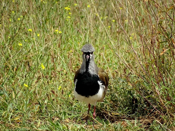 Bird called tero,South America. He is walking straight — Stock Photo, Image