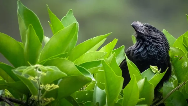 カラスに似た黒い鳥が緑の葉の低木の上にプロフィールにポーズをとっています — ストック写真