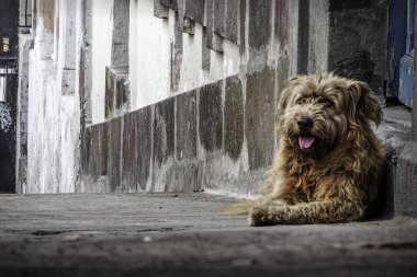 Sokak kahverengi köpeği, ortalama boy ve eski veranda.