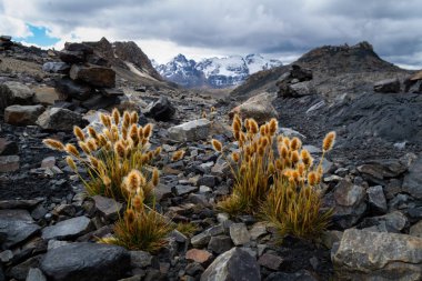 Cordillera Blanca 'da vahşi bitki örtüsü, Pastoruri buzuluna giden yol. Huascaran Ulusal Parkı