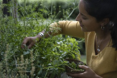 Profilde aromatik otlar toplayan bir kadın (nane, biberiye, kekik, kekik) Elinde küçük bir sepet tutuyor.