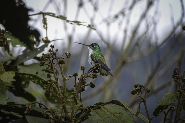 Andean emerald hummingbird (Amazilia franciae) posing in profile on a Branch — Stock Photo, Image