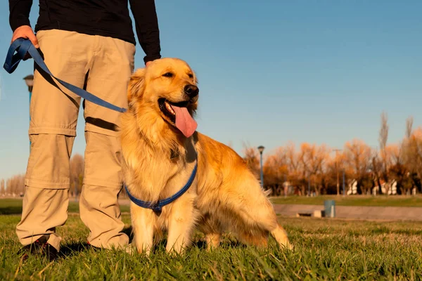 Golden Retriever cane in posa in un parco con il suo allenatore — Foto Stock