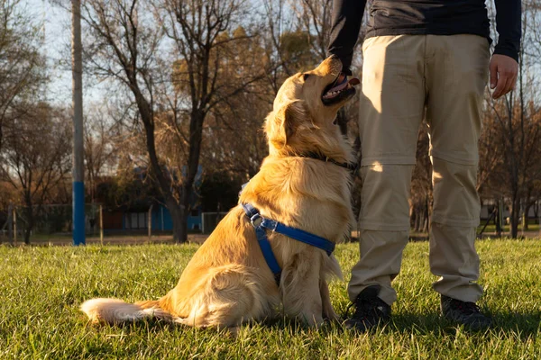 A Golden Retriever asking for attention to his owner at a park — 스톡 사진