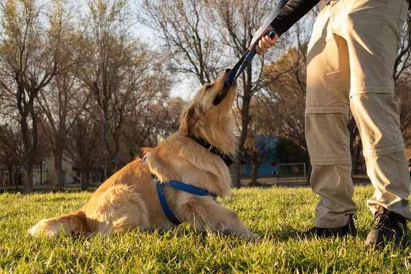 A golden retriever dog fighting the leash with his trainer — 스톡 사진