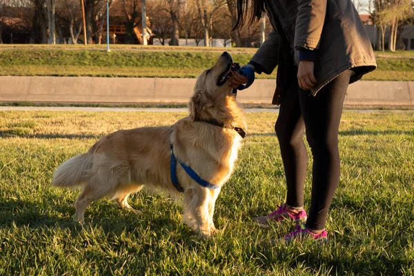 Жінка пестить свого золотошукача. Собака посміхається і здається дуже щасливим. — стокове фото
