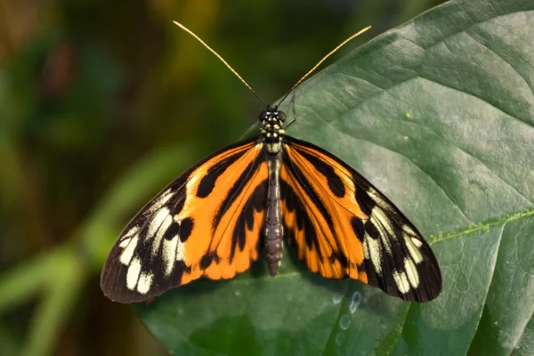Orangefarbener, schwarz-weißer Schmetterling, der auf einem grünen Blatt posiert. Heliconius numata polarlichter — Stockfoto
