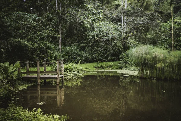 Lagune, umgeben von viel wilder Vegetation — Stockfoto