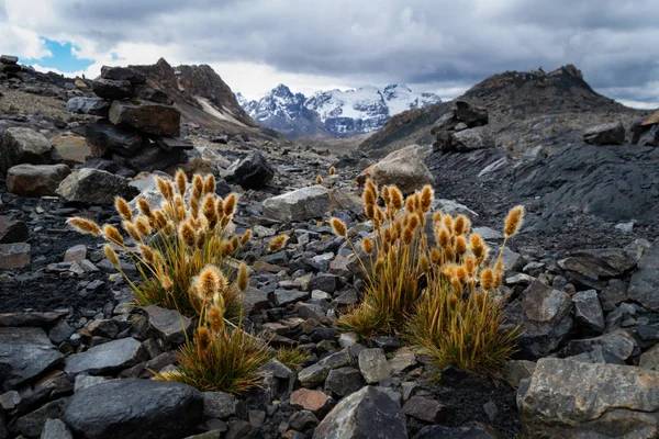 Vegetación silvestre en la Cordillera Blanca, camino al glaciar Pastoruri. Parque Nacional Huascaran — Foto de Stock