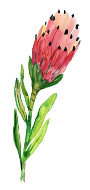 Beyaz arkaplanda izole edilmiş kırmızı tropik çiçek