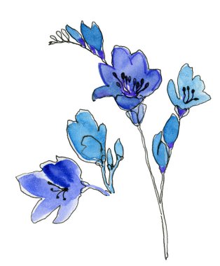  Beyaz arkaplanda mavi çan çiçekleri izole