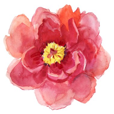 Kırmızı gelincik çiçeği beyaz arkaplanda izole edilmiş