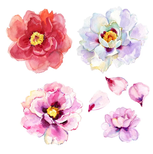 Set Peonies Isolated White Background — Stock Photo, Image