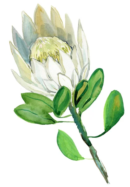 Beyaz Arkaplanda Yalıtılmış Tropik Çiçek — Stok fotoğraf