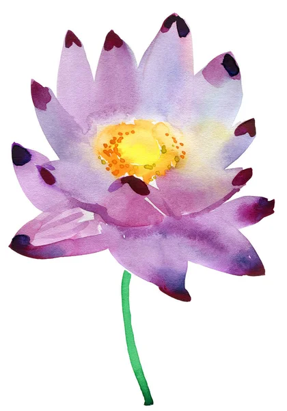 Peonia Viola Isolata Sfondo Bianco — Foto Stock