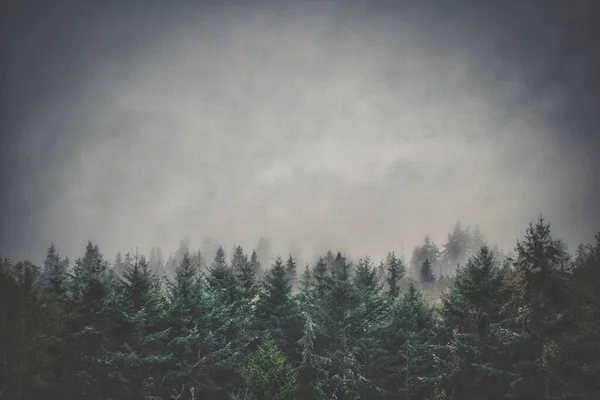 Bosque Místico Del Pacífico Noroeste Envuelto Niebla —  Fotos de Stock