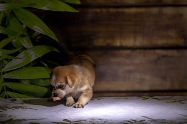 Küçük köpek yavrusu yerde oturuyor.