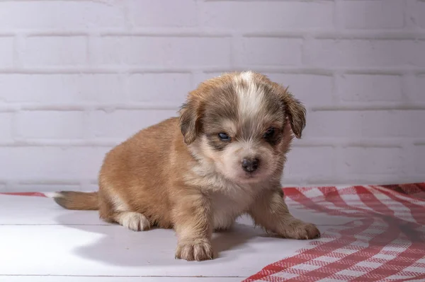 Pequeno Cachorro Senta Chão — Fotografia de Stock