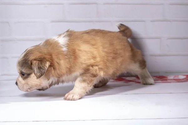 small puppy sits on floor