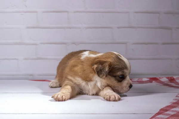 Küçük köpek yavrusu yerde oturuyor.
