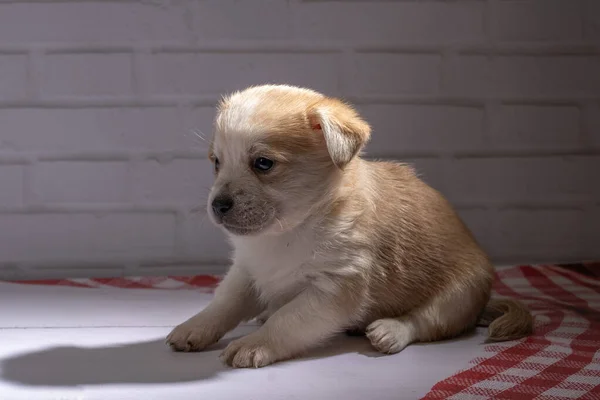 Pequeno Cachorro Senta Chão — Fotografia de Stock