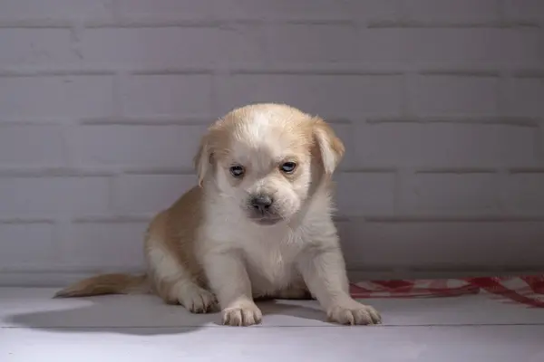 Küçük köpek yavrusu yerde oturuyor.