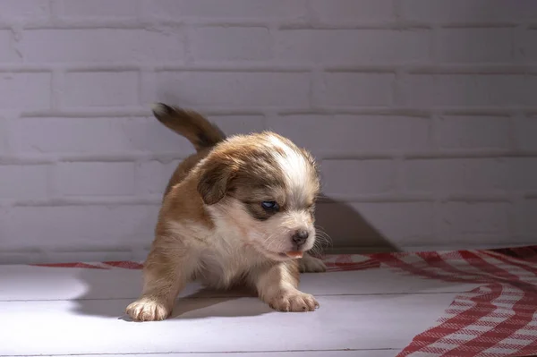 小さな子犬が床に座り — ストック写真