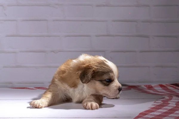 Piccolo Cucciolo Siede Sul Pavimento — Foto Stock