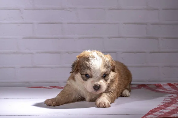 Piccolo Cucciolo Siede Sul Pavimento — Foto Stock