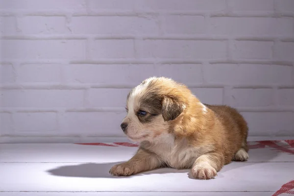 Pequeno Cachorro Senta Chão — Fotografia de Stock