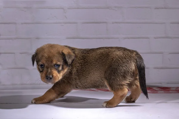 小さな子犬が床に座り — ストック写真