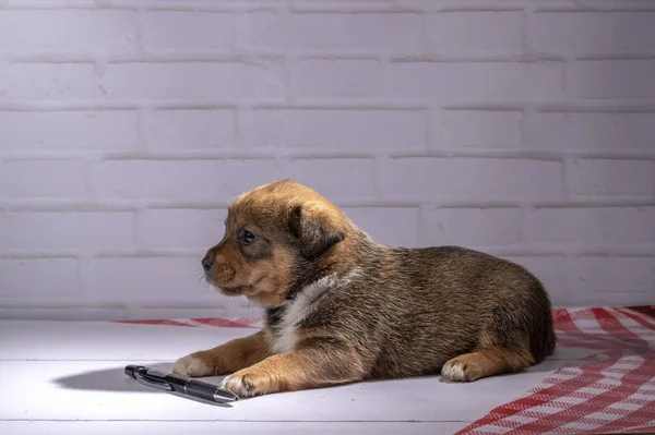 Küçük köpek yavrusu yerde oturuyor.