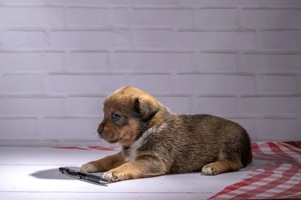 Küçük köpek yavrusu yerde oturuyor.