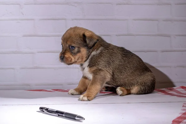 Küçük köpek yavrusu yerde oturuyor.