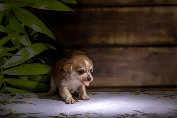 Küçük köpek yavrusu yerde oturuyor.