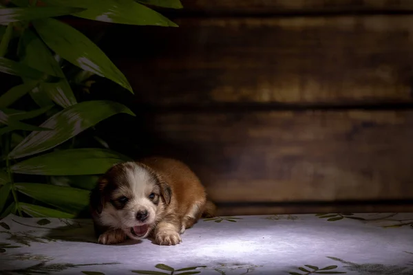 Küçük köpek yavrusu yerde oturuyor.