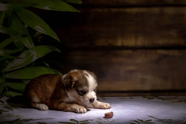 Küçük köpek yavrusu yerde oturuyor.