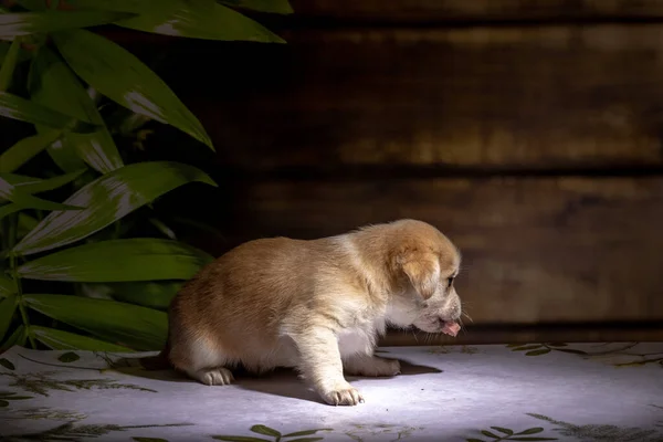 Küçük köpek yavrusu yerde oturuyor.